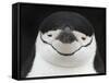 Chinstrap Penguin Head Portrait, Antarctica-Edwin Giesbers-Framed Stretched Canvas