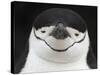 Chinstrap Penguin Head Portrait, Antarctica-Edwin Giesbers-Stretched Canvas