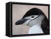 Chinstrap Penguin Head Portrait, Antarctica-Edwin Giesbers-Framed Stretched Canvas