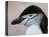 Chinstrap Penguin Head Portrait, Antarctica-Edwin Giesbers-Stretched Canvas