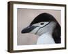 Chinstrap Penguin Head Portrait, Antarctica-Edwin Giesbers-Framed Photographic Print