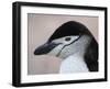 Chinstrap Penguin Head Portrait, Antarctica-Edwin Giesbers-Framed Photographic Print