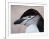 Chinstrap Penguin Head Portrait, Antarctica-Edwin Giesbers-Framed Photographic Print