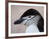 Chinstrap Penguin Head Portrait, Antarctica-Edwin Giesbers-Framed Photographic Print