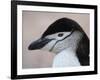 Chinstrap Penguin Head Portrait, Antarctica-Edwin Giesbers-Framed Photographic Print