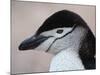 Chinstrap Penguin Head Portrait, Antarctica-Edwin Giesbers-Mounted Photographic Print
