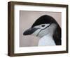 Chinstrap Penguin Head Portrait, Antarctica-Edwin Giesbers-Framed Photographic Print