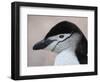 Chinstrap Penguin Head Portrait, Antarctica-Edwin Giesbers-Framed Photographic Print