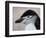 Chinstrap Penguin Head Portrait, Antarctica-Edwin Giesbers-Framed Photographic Print