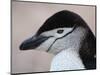 Chinstrap Penguin Head Portrait, Antarctica-Edwin Giesbers-Mounted Photographic Print