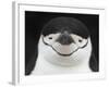 Chinstrap Penguin Head Portrait, Antarctica-Edwin Giesbers-Framed Photographic Print