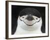 Chinstrap Penguin Head Portrait, Antarctica-Edwin Giesbers-Framed Photographic Print