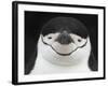 Chinstrap Penguin Head Portrait, Antarctica-Edwin Giesbers-Framed Photographic Print