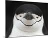 Chinstrap Penguin Head Portrait, Antarctica-Edwin Giesbers-Mounted Photographic Print