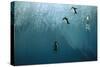 Chinstrap Penguin Jumping Off Blue Iceberg-null-Stretched Canvas