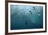 Chinstrap Penguin Jumping Off Blue Iceberg-null-Framed Photographic Print