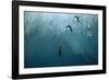 Chinstrap Penguin Jumping Off Blue Iceberg-null-Framed Photographic Print