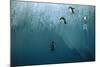 Chinstrap Penguin Jumping Off Blue Iceberg-null-Mounted Photographic Print