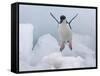 Chinstrap Penguin jumping on ice, South Orkney Islands, Antarctica-Keren Su-Framed Stretched Canvas