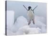 Chinstrap Penguin jumping on ice, South Orkney Islands, Antarctica-Keren Su-Stretched Canvas