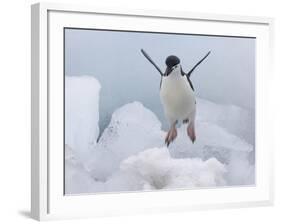 Chinstrap Penguin jumping on ice, South Orkney Islands, Antarctica-Keren Su-Framed Photographic Print