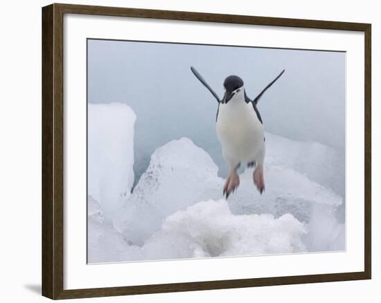 Chinstrap Penguin jumping on ice, South Orkney Islands, Antarctica-Keren Su-Framed Photographic Print