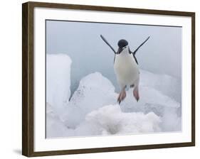 Chinstrap Penguin jumping on ice, South Orkney Islands, Antarctica-Keren Su-Framed Photographic Print