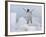 Chinstrap Penguin jumping on ice, South Orkney Islands, Antarctica-Keren Su-Framed Photographic Print