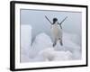 Chinstrap Penguin jumping on ice, South Orkney Islands, Antarctica-Keren Su-Framed Photographic Print