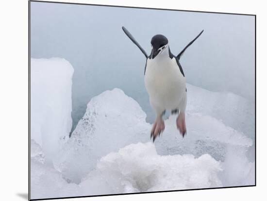 Chinstrap Penguin jumping on ice, South Orkney Islands, Antarctica-Keren Su-Mounted Photographic Print