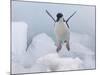 Chinstrap Penguin jumping on ice, South Orkney Islands, Antarctica-Keren Su-Mounted Photographic Print