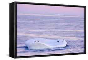 Chinstrap Penguin on Iceberg at Sunset-null-Framed Stretched Canvas