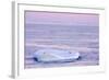 Chinstrap Penguin on Iceberg at Sunset-null-Framed Photographic Print