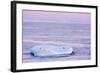 Chinstrap Penguin on Iceberg at Sunset-null-Framed Photographic Print