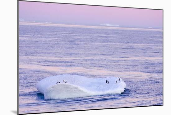 Chinstrap Penguin on Iceberg at Sunset-null-Mounted Photographic Print