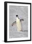 Chinstrap Penguin (Pygoscelis antarctica) adult, walking on snow, Brown Bluff, Antarctic Peninsula-Jurgen & Christine Sohns-Framed Photographic Print