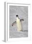 Chinstrap Penguin (Pygoscelis antarctica) adult, walking on snow, Brown Bluff, Antarctic Peninsula-Jurgen & Christine Sohns-Framed Photographic Print