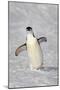 Chinstrap Penguin (Pygoscelis antarctica) adult, walking on snow, Brown Bluff, Antarctic Peninsula-Jurgen & Christine Sohns-Mounted Photographic Print