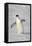 Chinstrap Penguin (Pygoscelis antarctica) adult, walking on snow, Brown Bluff, Antarctic Peninsula-Jurgen & Christine Sohns-Framed Stretched Canvas