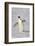 Chinstrap Penguin (Pygoscelis antarctica) adult, walking on snow, Brown Bluff, Antarctic Peninsula-Jurgen & Christine Sohns-Framed Photographic Print