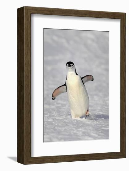 Chinstrap Penguin (Pygoscelis antarctica) adult, walking on snow, Brown Bluff, Antarctic Peninsula-Jurgen & Christine Sohns-Framed Photographic Print