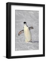 Chinstrap Penguin (Pygoscelis antarctica) adult, walking on snow, Brown Bluff, Antarctic Peninsula-Jurgen & Christine Sohns-Framed Photographic Print