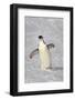 Chinstrap Penguin (Pygoscelis antarctica) adult, walking on snow, Brown Bluff, Antarctic Peninsula-Jurgen & Christine Sohns-Framed Photographic Print