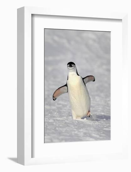 Chinstrap Penguin (Pygoscelis antarctica) adult, walking on snow, Brown Bluff, Antarctic Peninsula-Jurgen & Christine Sohns-Framed Photographic Print