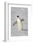 Chinstrap Penguin (Pygoscelis antarctica) adult, walking on snow, Brown Bluff, Antarctic Peninsula-Jurgen & Christine Sohns-Framed Photographic Print