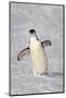 Chinstrap Penguin (Pygoscelis antarctica) adult, walking on snow, Brown Bluff, Antarctic Peninsula-Jurgen & Christine Sohns-Mounted Photographic Print