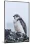 Chinstrap Penguin (Pygoscelis Antarctica) Chick-Michael Nolan-Mounted Photographic Print