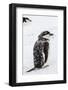 Chinstrap Penguin (Pygoscelis Antarctica) Chick-Michael Nolan-Framed Photographic Print