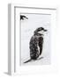 Chinstrap Penguin (Pygoscelis Antarctica) Chick-Michael Nolan-Framed Photographic Print