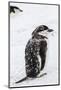 Chinstrap Penguin (Pygoscelis Antarctica) Chick-Michael Nolan-Mounted Photographic Print